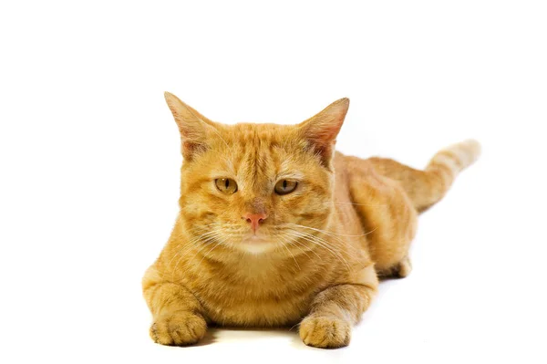 Cute Domestican Male Yellow Cat White Background Looking Camera — 스톡 사진