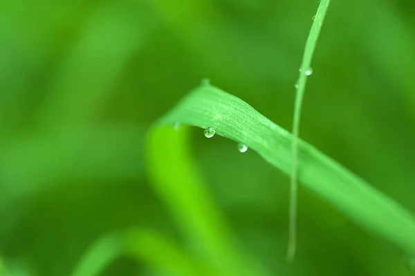 树叶上的露珠 — 图库照片