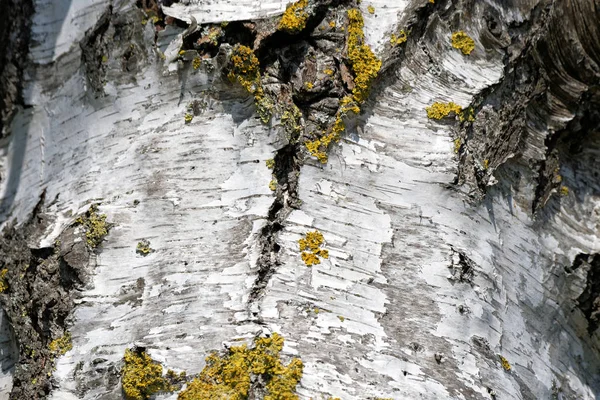 木の皮や木の質感 — ストック写真