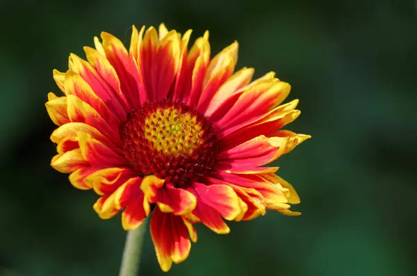 Летняя Флора Цветок Ботаника — стоковое фото
