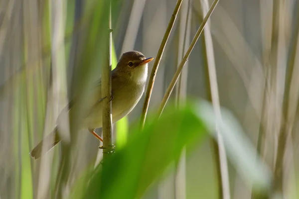 Scenic View Majestic Warbler Nature — Stock Photo, Image