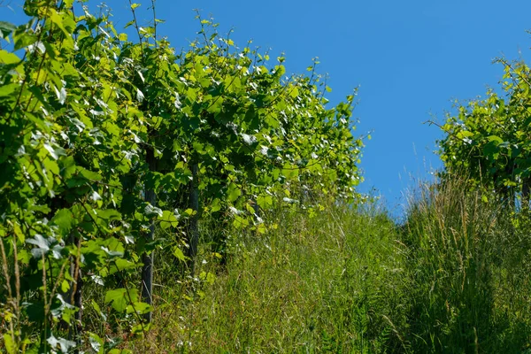 Vignoble Été Avec Herbe Haute Ciel Bleu — Photo