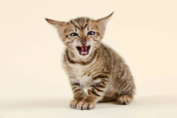 Reinrassiges Katzenspielzeug Felis Silvestris Catus Alter Wochen Farbe Braun Gestromte — Stockfoto