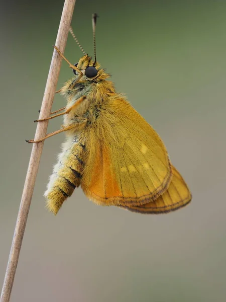 Oxidado Cabeza Gruesa Mariposa —  Fotos de Stock