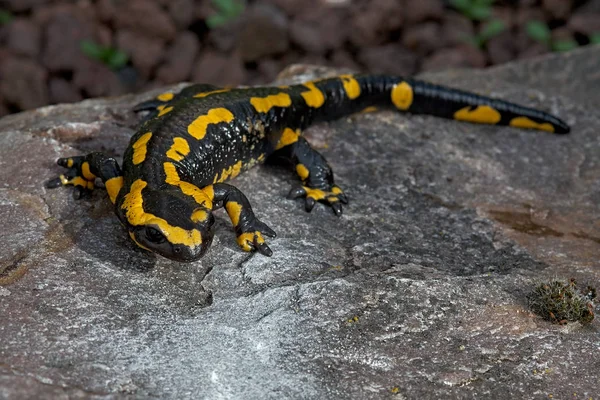 Salamandra Animal Lagarto Répteis — Fotografia de Stock