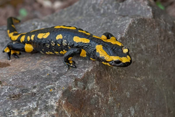 Salamandra Animal Lagarto Répteis — Fotografia de Stock