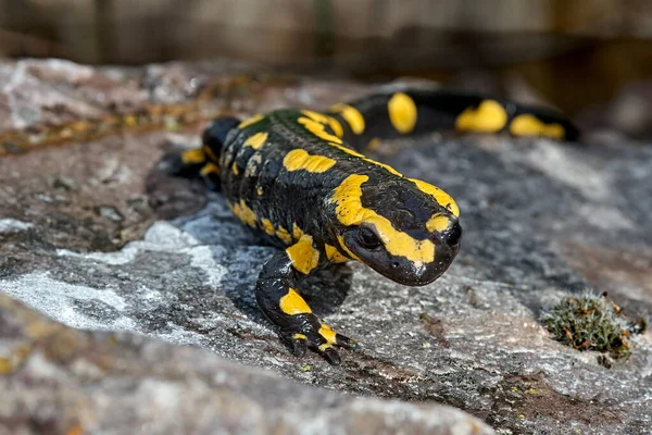 Salamandra Animal Reptiles Lagarto —  Fotos de Stock