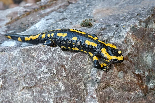 Salamander Tier Reptilien Eidechse — Stockfoto