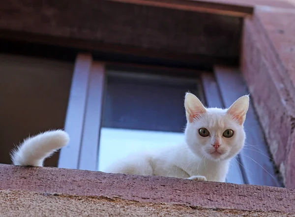 Gatinho Branco Janela — Fotografia de Stock