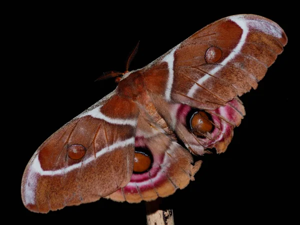 Filatrice Imperatore Madagidrati Falena Seta — Foto Stock