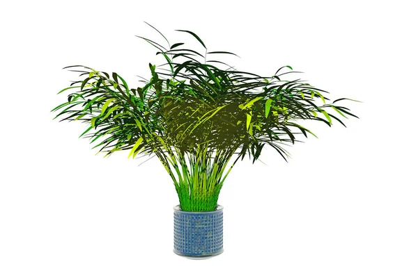 Close Vista Planta Decorativa — Fotografia de Stock