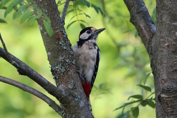 Spotted Woodpecker Rowan — Stock Photo, Image