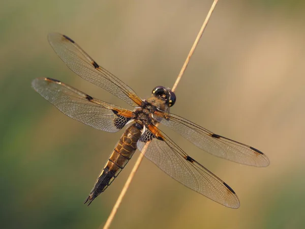 Detailní Makro Pohled Hmyz Vážky — Stock fotografie