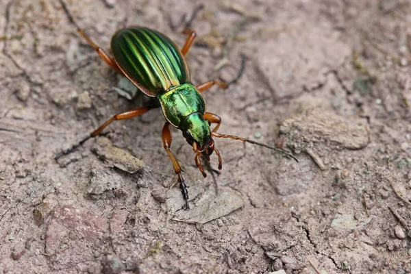 Σκαθάρι Χρυσοχόος Carabus Auratus — Φωτογραφία Αρχείου