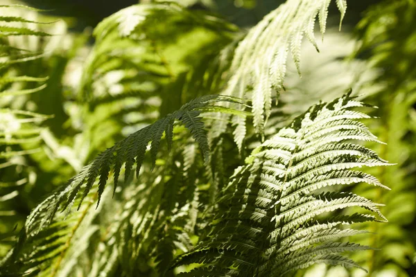 Lugar Sombrío Crece Helecho — Foto de Stock