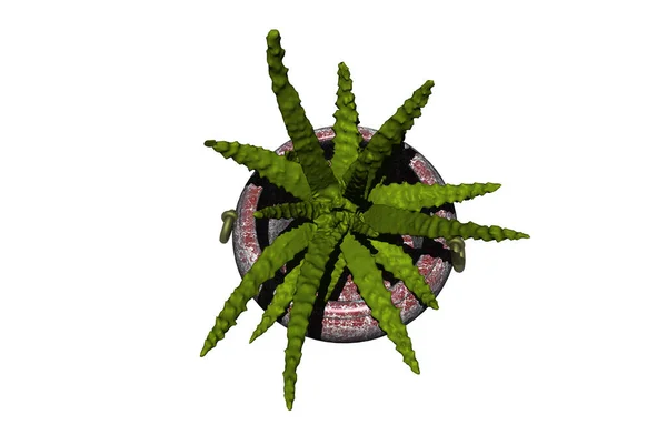 Aloe Vera Pflanze Isoliert — Stockfoto