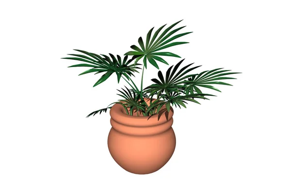 Palmplant Bloembad — Stockfoto