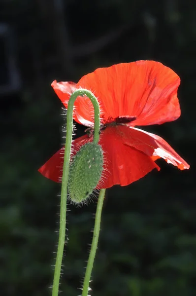 Röd Vallmo Blomma Äng — Stockfoto