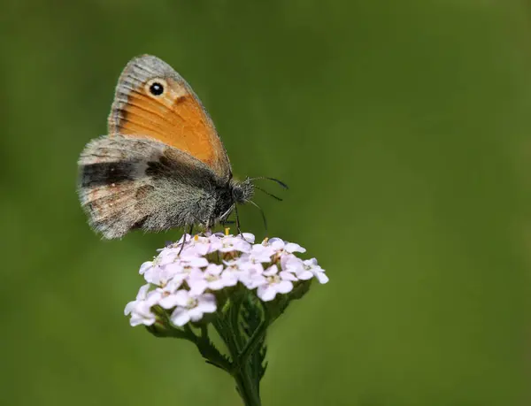 Makró Kis Rét Madár Coenonympha Pamphilus — Stock Fotó