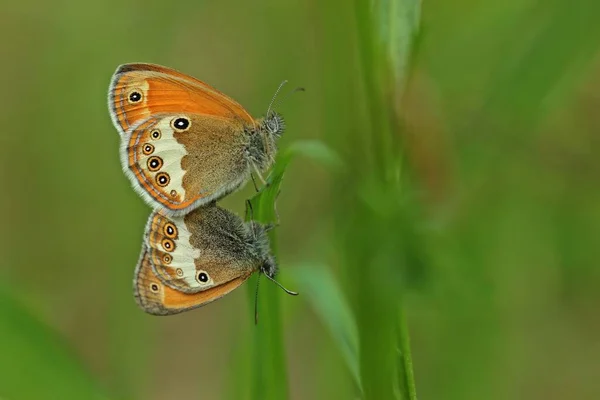 Pairing White Bred Meadow Bird Coenonympha Arcania — Stock Photo, Image