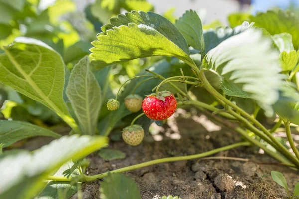 Strawberries Shrub — Stock Photo, Image