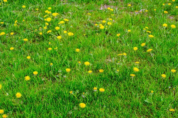 Λιβάδι Γρασίδι Και Marigolds Marsh Την Άνοιξη Στην Πολωνία — Φωτογραφία Αρχείου