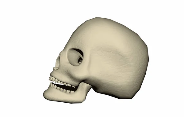 Render Skull — Stock Photo, Image