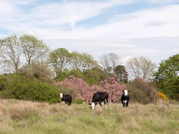 Drei Schwarz Weiße Kühe Draußen Auf Einem Feld Essen Und — Stockfoto