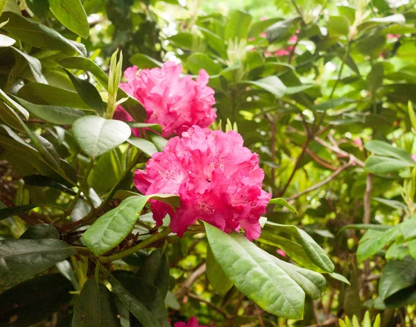 Egy Gyönyörű Rózsaszín Élénk Piros Rododendron Kívül Közel Egy Részletesen — Stock Fotó