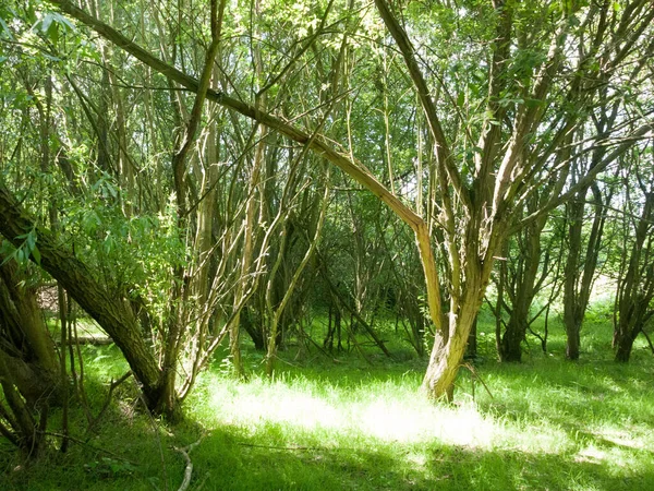 Sole Che Attraversa Foresta Splende Sul Terreno — Foto Stock