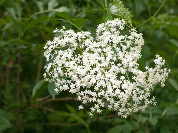 Close Knackige Holderbeere Weiß Kleine Blumen England — Stockfoto