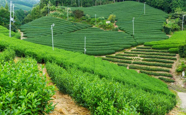 农业用地景观 农村土地 — 图库照片