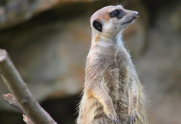 Meerkats Animals Suricata Suricatta — 스톡 사진