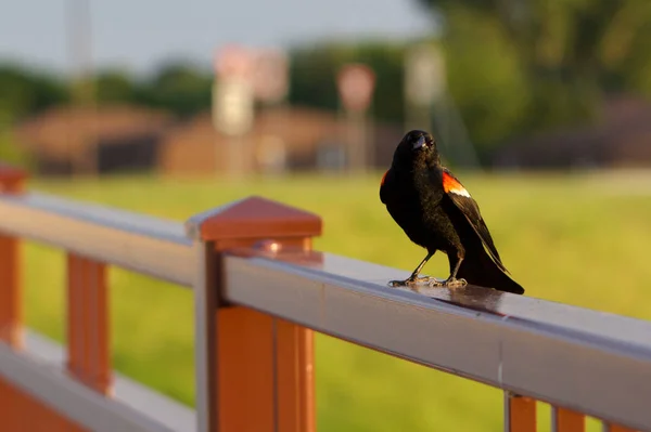Redwing Blackbird Saying Hello — Stock Photo, Image