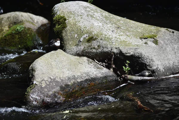 Vue Rapprochée Mignon Oiseau Plongeur — Photo