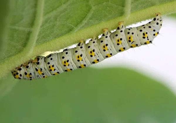 Rups Insect Kleine Worm — Stockfoto