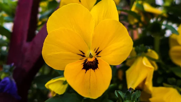 Κίτρινο Λουλούδι Μια Ηλιόλουστη Ανοιξιάτικη Μέρα — Φωτογραφία Αρχείου