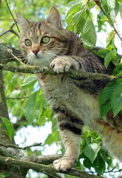 Wildkatze Kirschbaum — Stockfoto