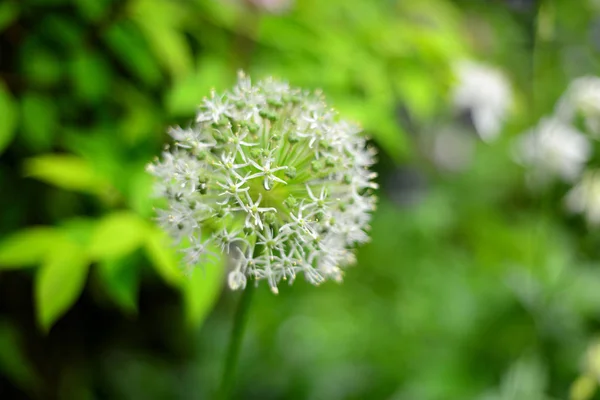 Foto Jardim Floral Verão Floral Fundo Com Bokeh — Fotografia de Stock