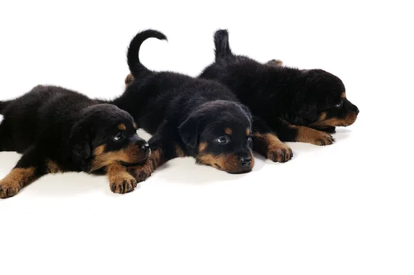 Três Filhotes Fofos Rottweiler Fundo Branco — Fotografia de Stock