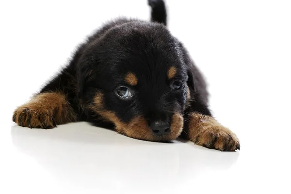 Söt Rottweiler Valp Vit Bakgrund — Stockfoto