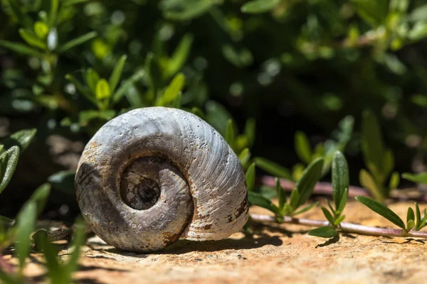 Snail Gastropod Mollusk Animal — Stock Photo, Image