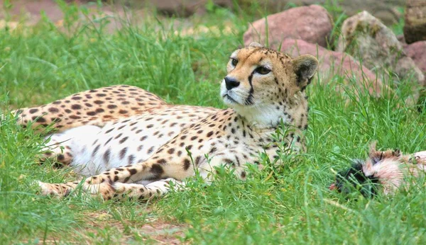 Gepardenkatze Wildtier — Stockfoto