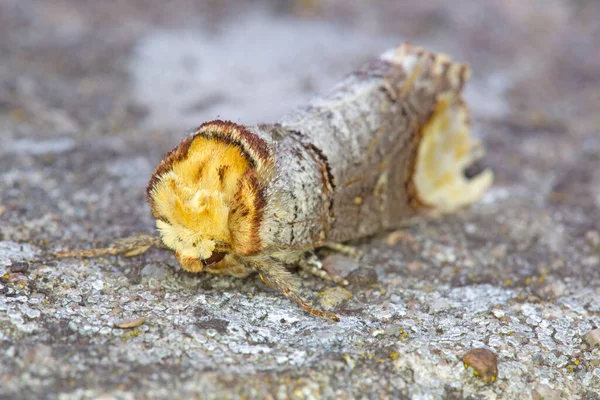 自然界における昆虫の密接な眺め — ストック写真