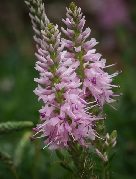 Speedwell Veronica Spicata Надихає Рожевий — стокове фото