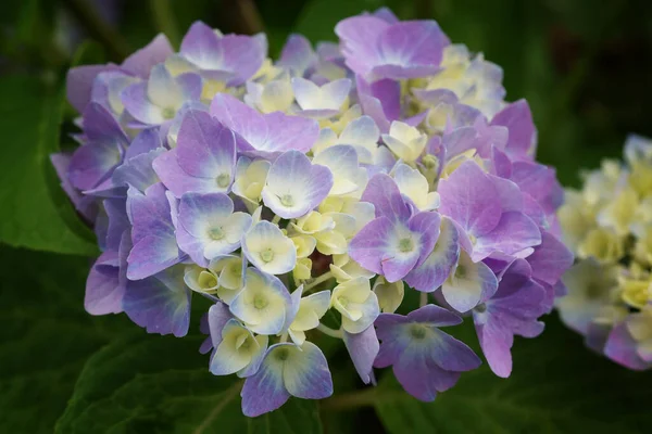 Vista Panorámica Hermosa Hortensia Colorida —  Fotos de Stock