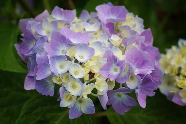 Vacker Utsikt Över Vackra Färgglada Hortensia — Stockfoto