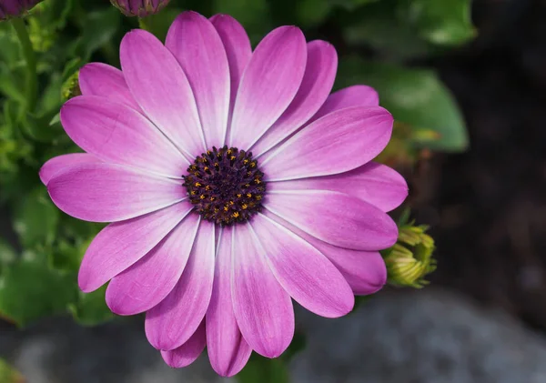ดอกไม บานเต — ภาพถ่ายสต็อก