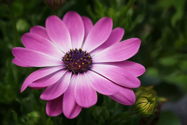 Margaretă Floare Completă — Fotografie, imagine de stoc