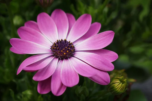 Daisy Full Bloom — Stock Photo, Image